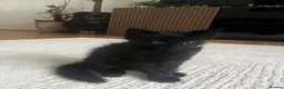 Turkish Angora cats for sale: Charming black male searching for a loving home 🐾 - Advert 1