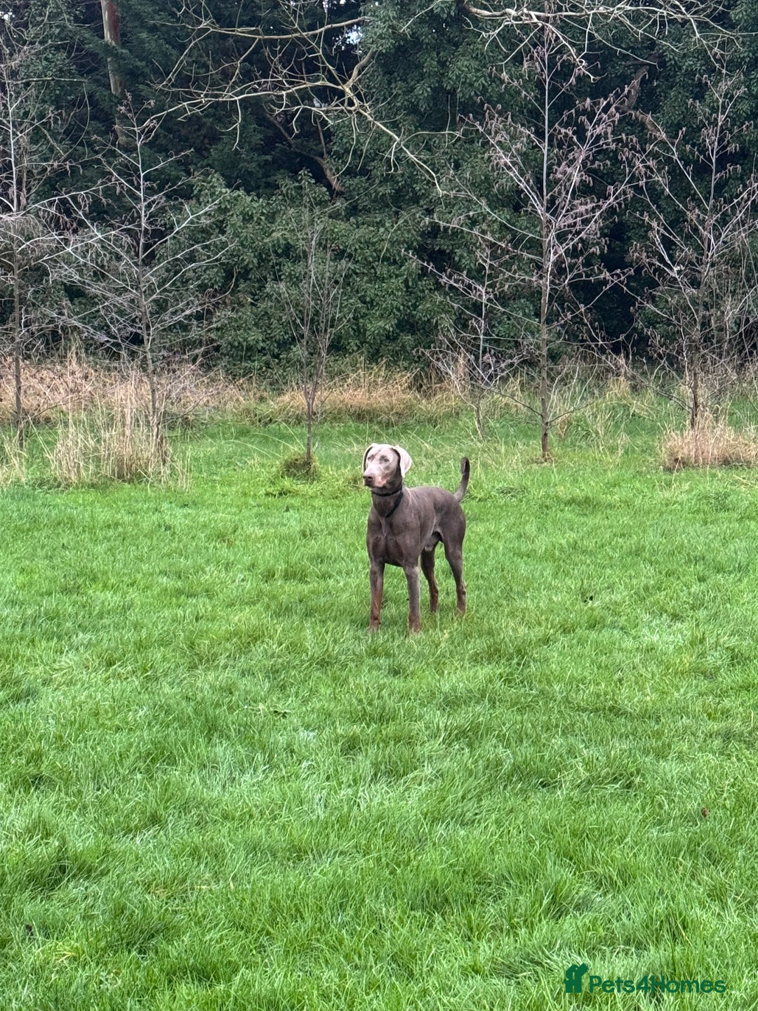 Dobermann dogs for stud: Charming Isabella Dobermann Pincher for Stud - Advert 2