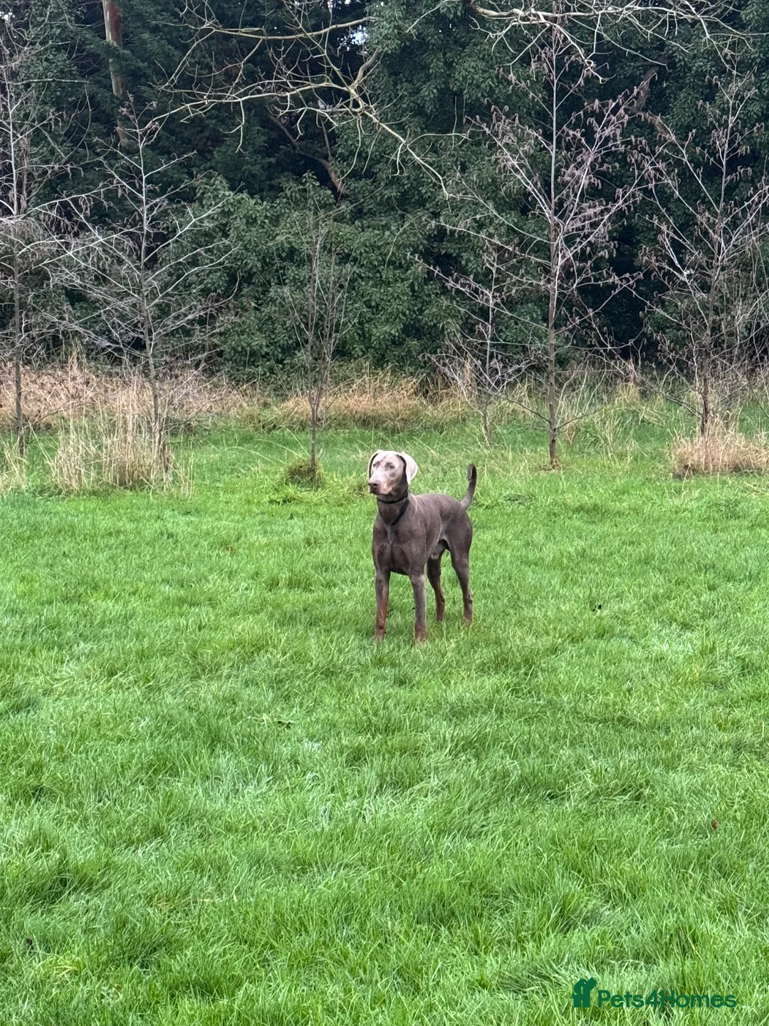 Dobermann dogs for stud: Charming Isabella Dobermann Pincher for Stud - Advert 3