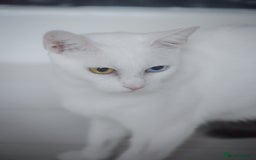 Mixed Breed cats for sale: White female cat looking for a home - Image 6