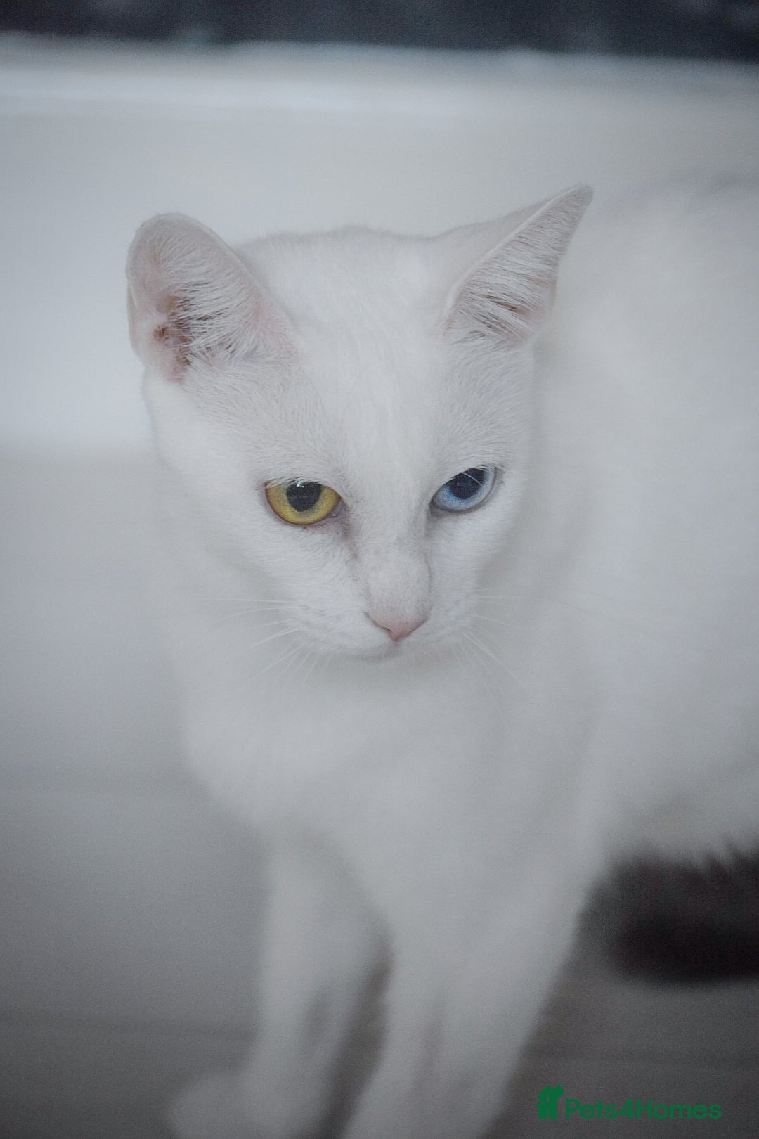 Mixed Breed cats for sale: White female cat looking for a home - Image 6