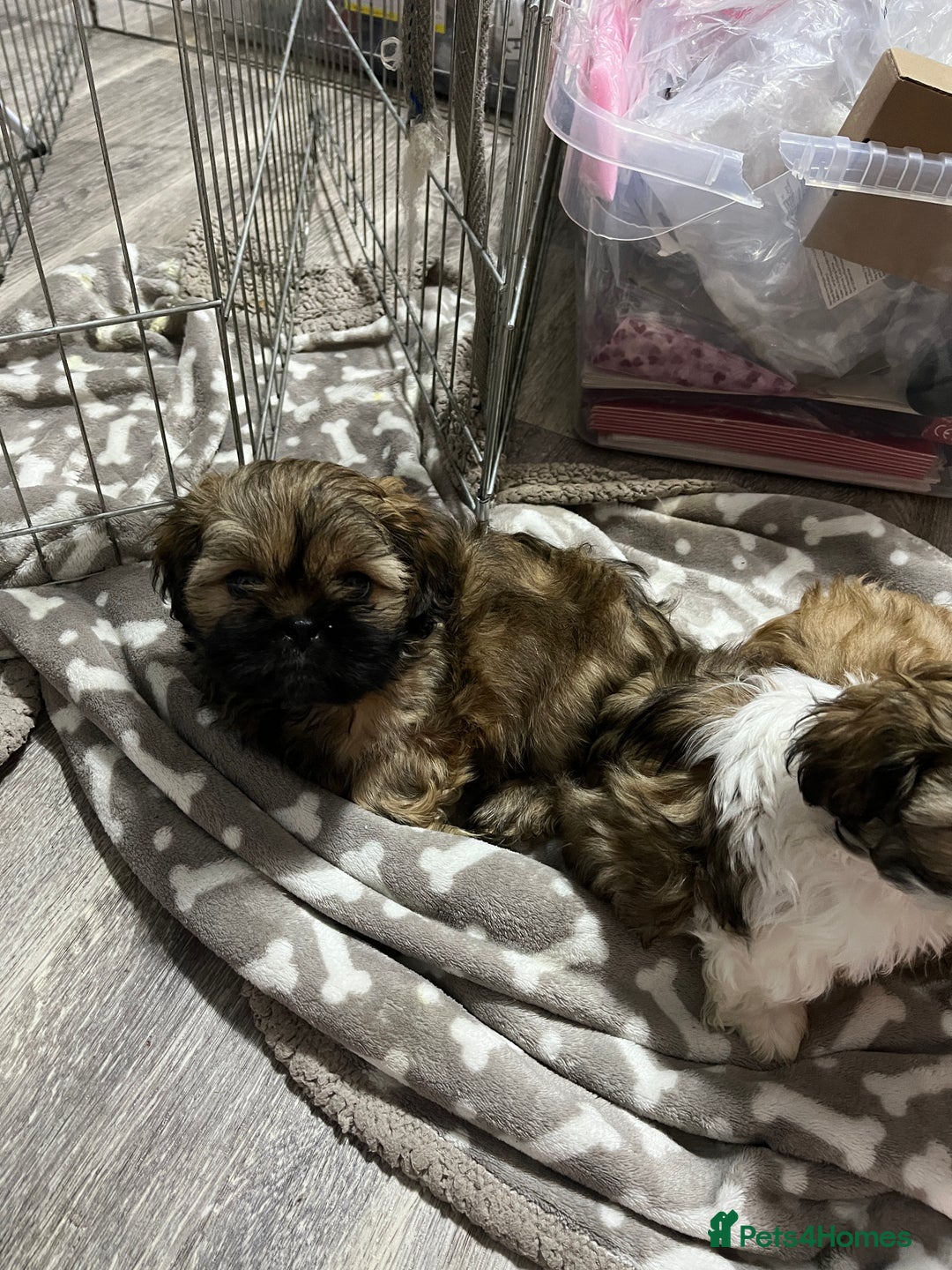 Shih Tzu dogs for sale: Shih Tzu pup  - Advert 3