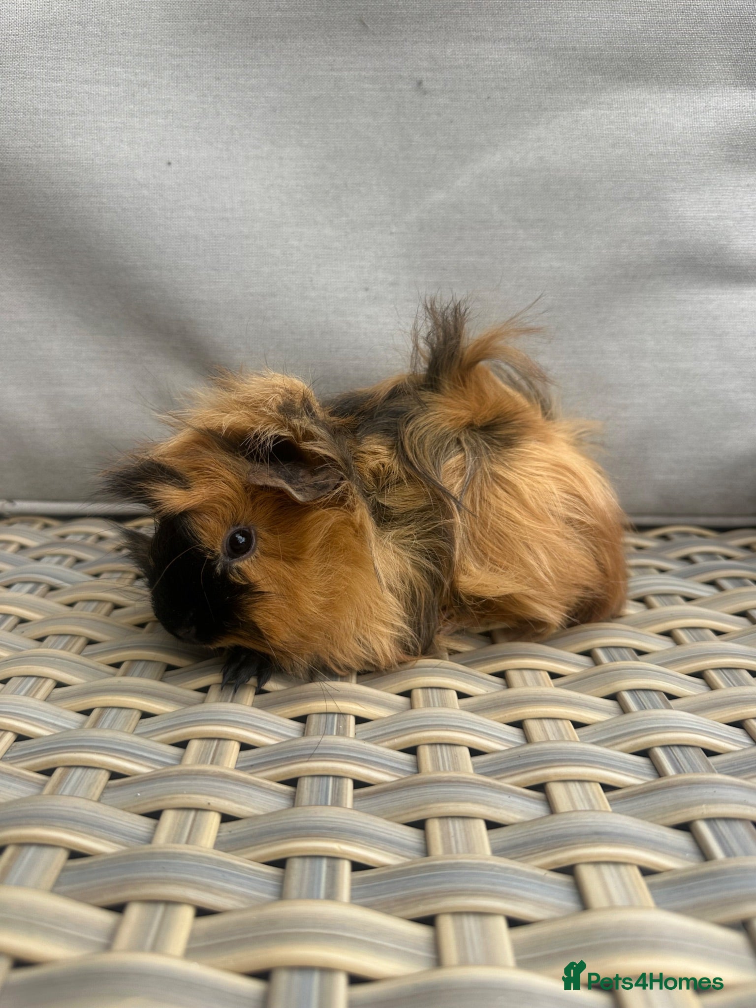 Guinea Pig rodents 1 left. Pretty baby long haired female guinea pig. - Advert 17
