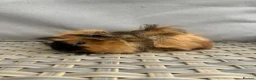 Guinea Pig rodents for sale: 1 left. Pretty baby long haired female guinea pig. - Advert 1