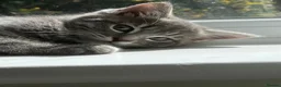 British Shorthair cats for sale: Ready in Pairs — 4 Beautiful BSH Kittens - Advert 4