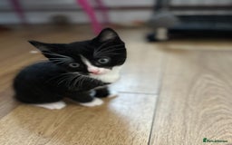 Maine Coon cats for sale: Ragcoon polydactyl kittens - Image 29