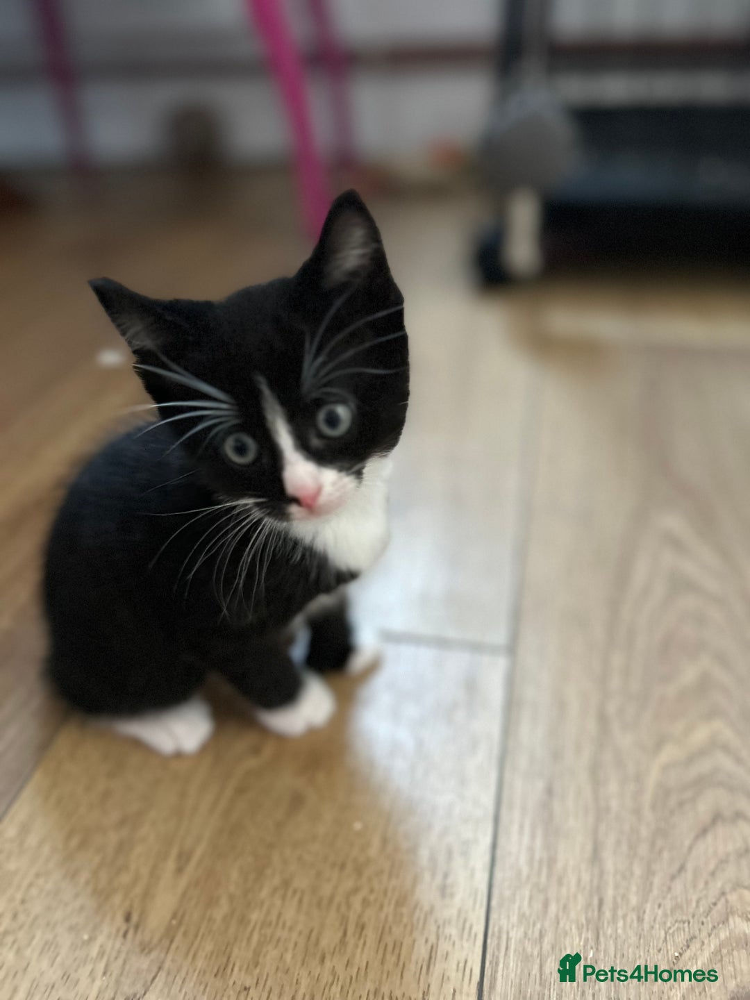 Maine Coon cats for sale: Ragcoon polydactyl kittens - Image 29