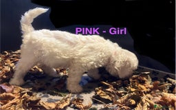 Lagotto Romagnolo dogs for sale: Stunning Litter of Pedigree Lagotto Romagnolo Pups - Image 29