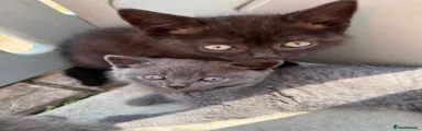 British Shorthair 3