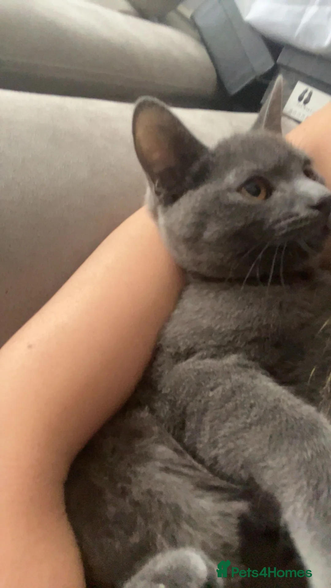 British Shorthair cats for sale: Grey British shorthair for sale  - Advert 2