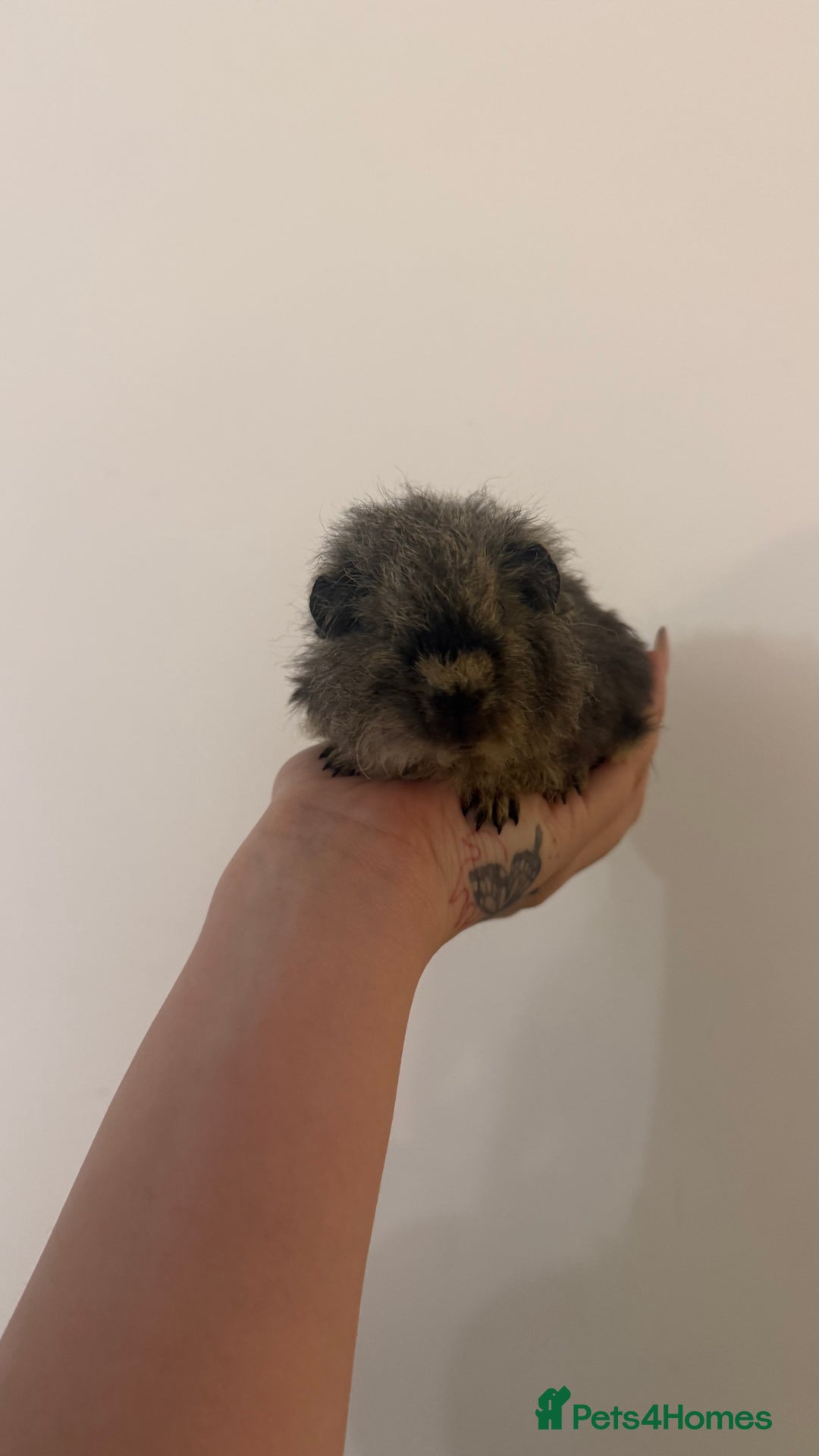 Guinea Pig rodents for sale: 2x Male Guinea Pigs - Advert 1