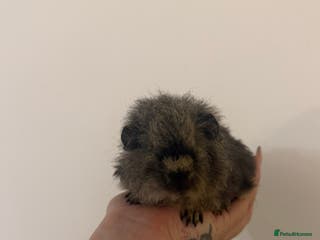 Guinea Pig rodents 2x Male Guinea Pigs - Advert 1