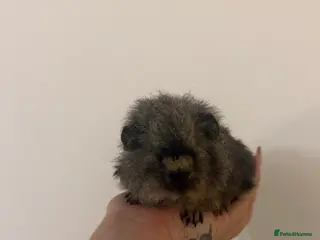 Guinea Pig rodents 2x Male Guinea Pigs - Advert 1