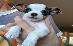 Chihuahua dogs for sale: Adorable chihuahua puppies ready now - Image 4