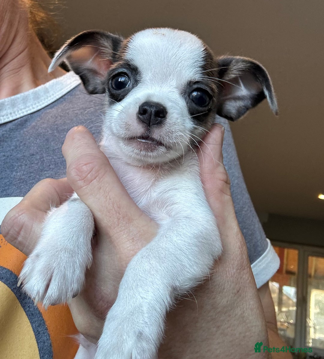Chihuahua dogs for sale: Adorable chihuahua puppies ready now - Image 4