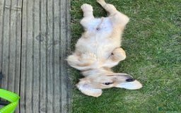 Miniature Dachshund dogs for sale: Cream Long/haired Miniature Daschund  - Image 7