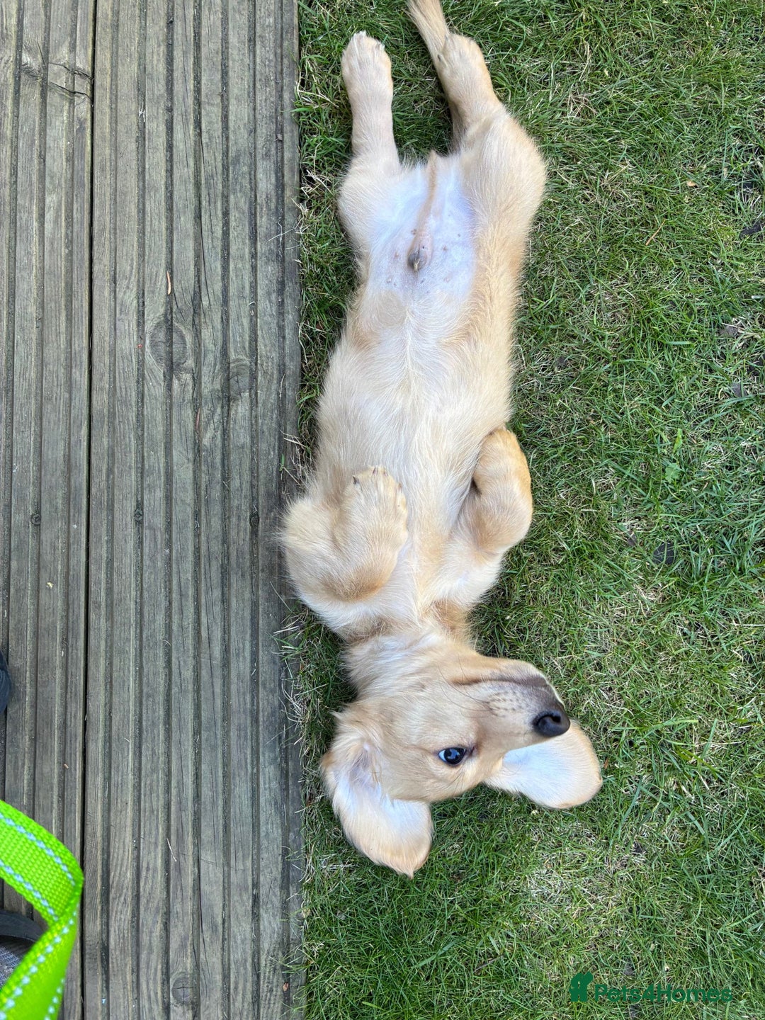 Miniature Dachshund dogs for sale: Cream Long/haired Miniature Daschund  - Image 7