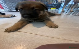 Mixed Breed dogs for sale: belgian malinois / czech shepherd puppies  - Image 6