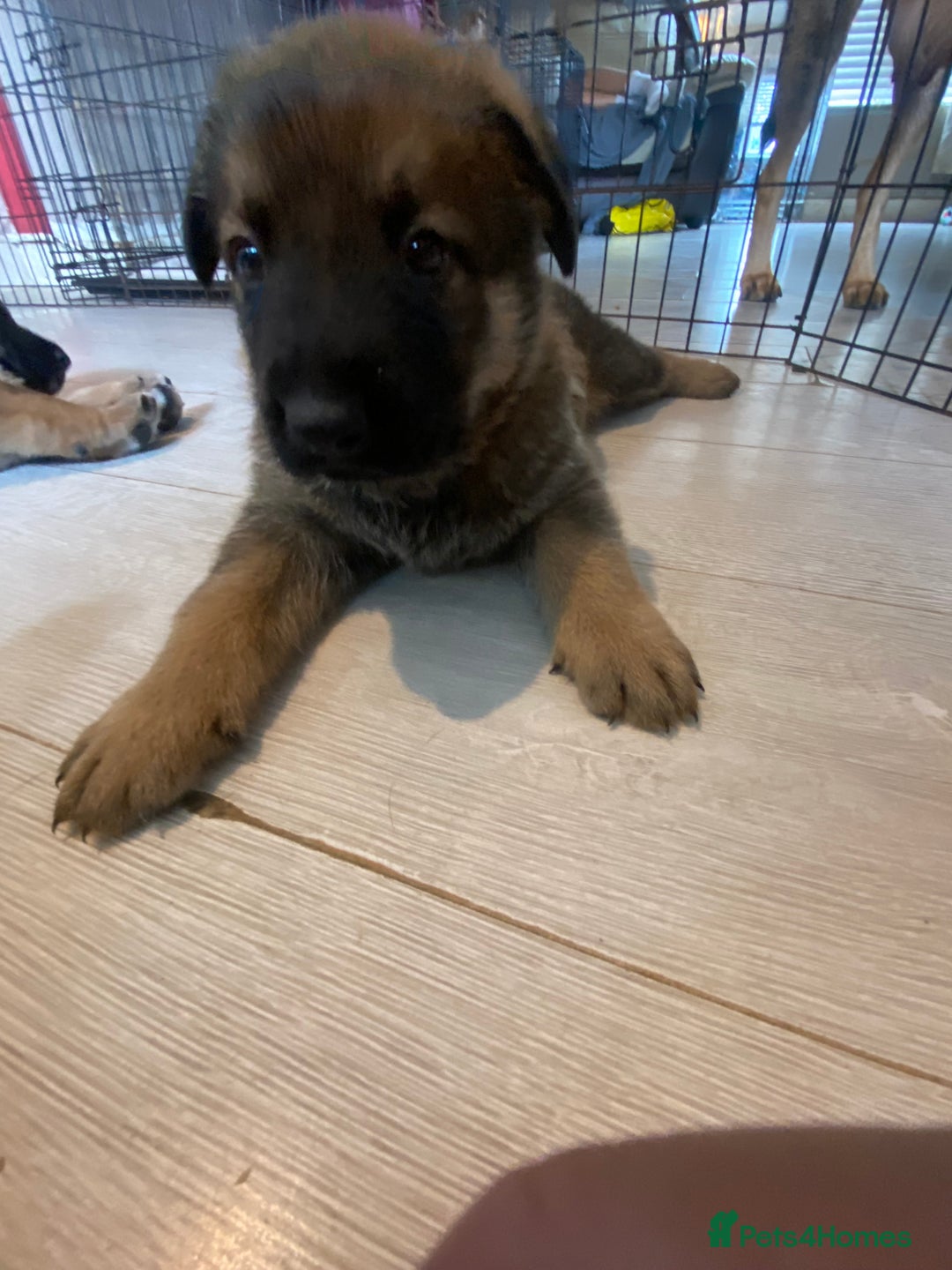 Mixed Breed dogs for sale: belgian malinois / czech shepherd puppies  - Image 6