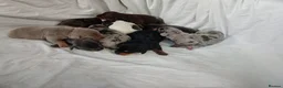 Miniature Dachshund dogs for sale: Miniature dachshund  - Advert 4