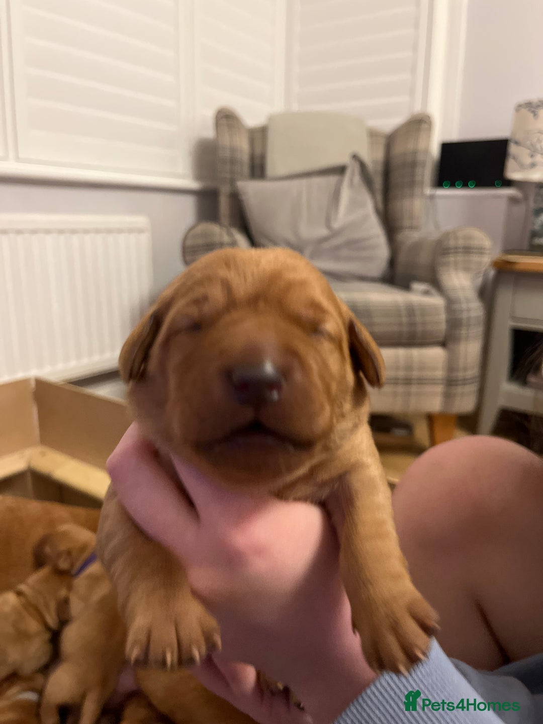 Labrador Retriever dogs for sale: KC REGISTERED, HEALTH TESTED FOX RED LABRADORS - Advert 15