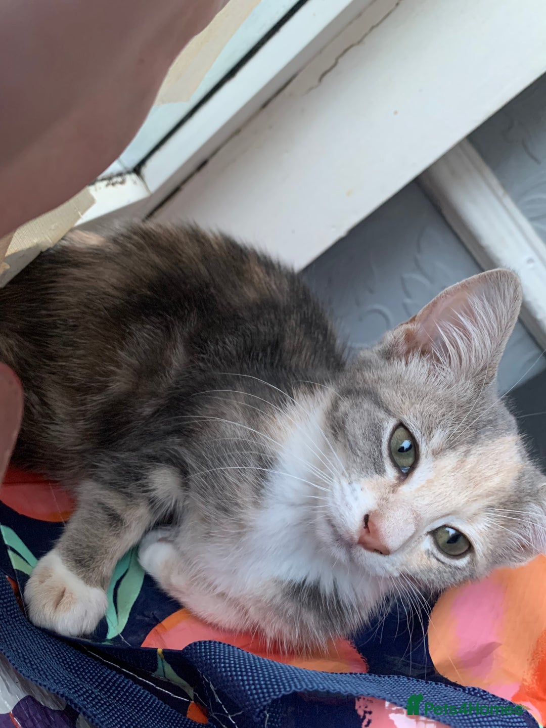 Mixed Breed cats for sale: 2 male 1female. Grey tabby, tabby, black and white - Image 2