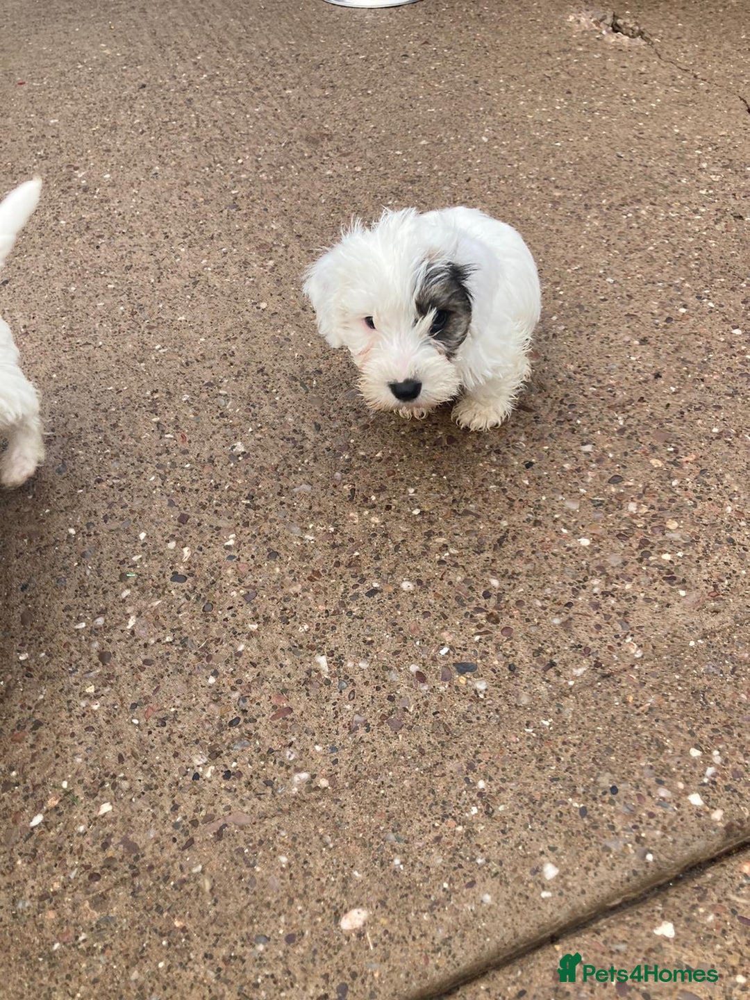 Mixed Breed dogs for sale: Lakeland crossed Sealyham terrier  - Advert 3