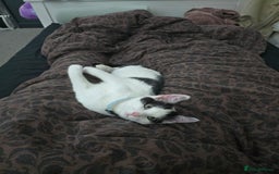 Domestic Shorthair cats for sale: Kitten black and white - Image 5