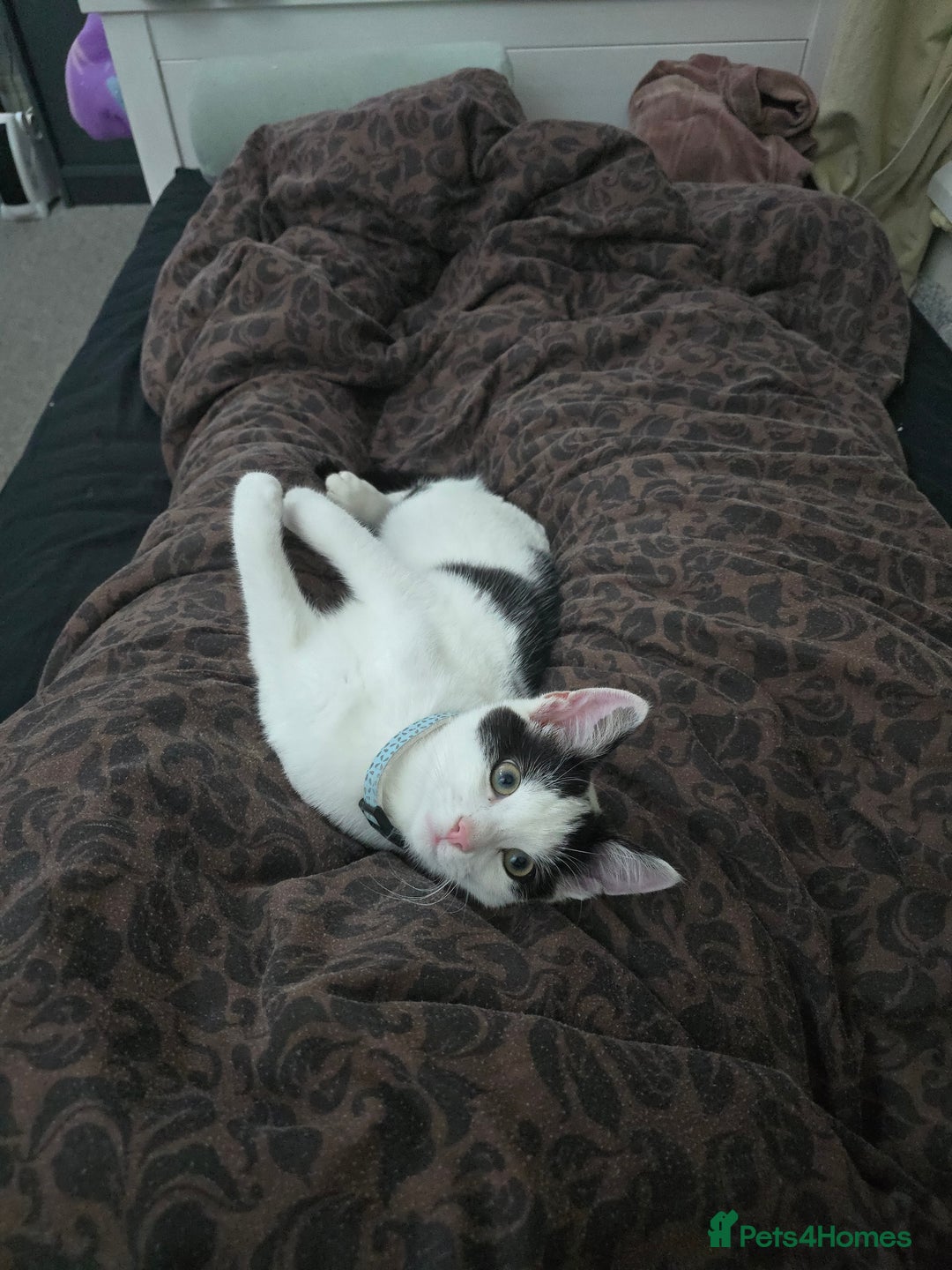 Domestic Shorthair cats for sale: Kitten black and white - Image 5