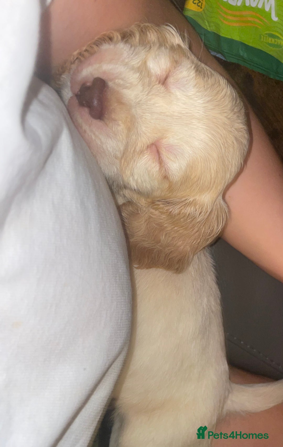 Cocker Spaniel dogs for sale: Cockerspaniel puppys Ready now!!! - Advert 17