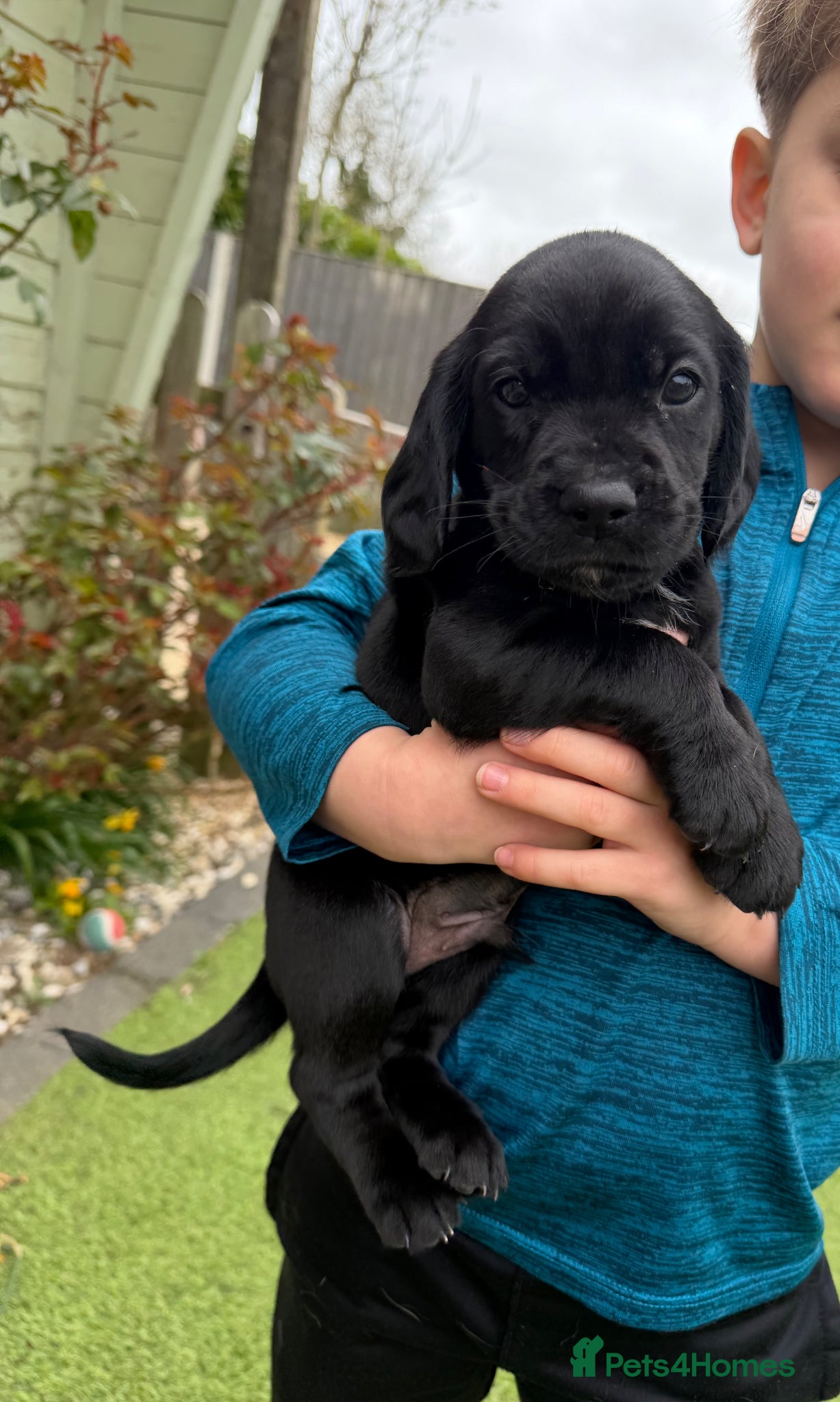 Cockerdor dogs 🐾Cockerdor pups🐾 last Male pup Available 💙 - Advert 1