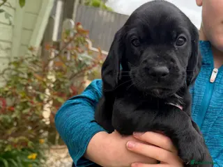 Cockerdor dogs 🐾Cockerdor pups🐾 last Male pup Available 💙 - Advert 18