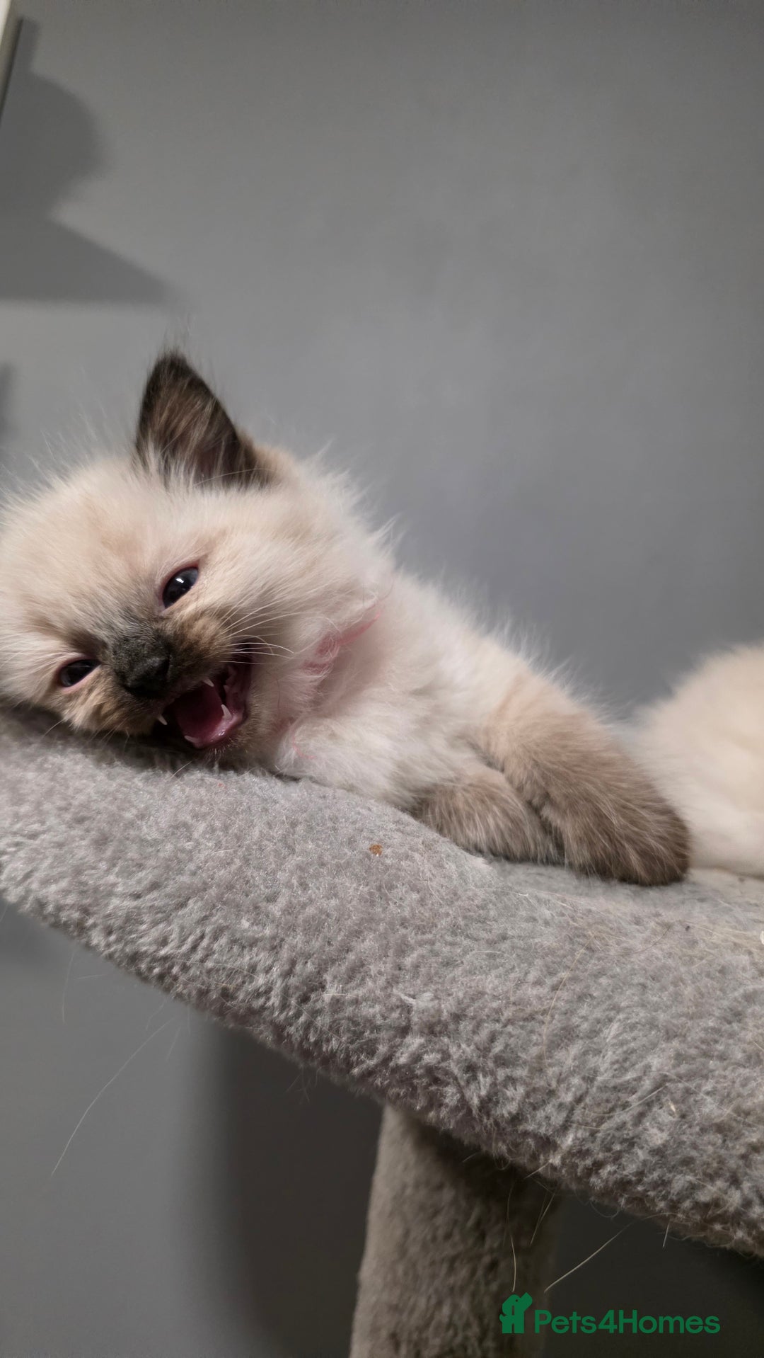 Ragdoll cats for sale: Adorable Ragdoll Kittens  - Advert 9