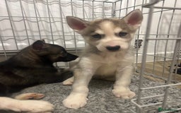 Siberian Husky dogs for sale: 3 x Siberian husky puppies  - Image 10