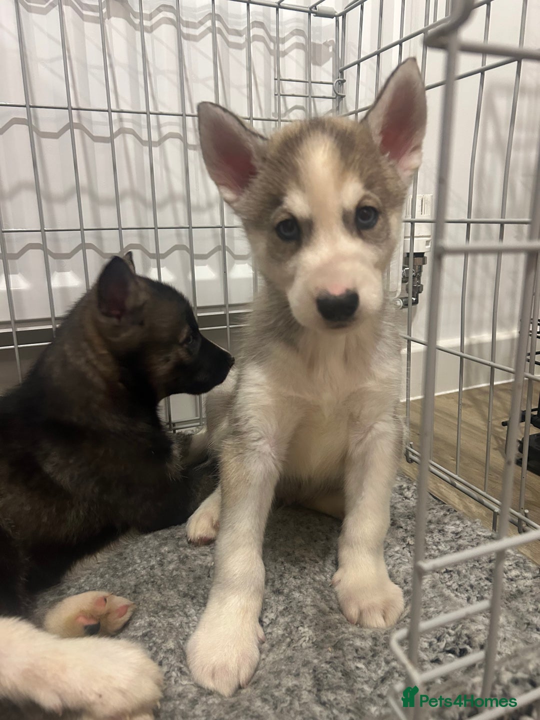 Siberian Husky dogs for sale: 3 x Siberian husky puppies  - Image 10