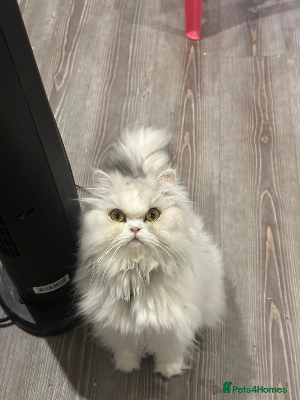 Persian cats Sweet girl looking for new home - Advert 2