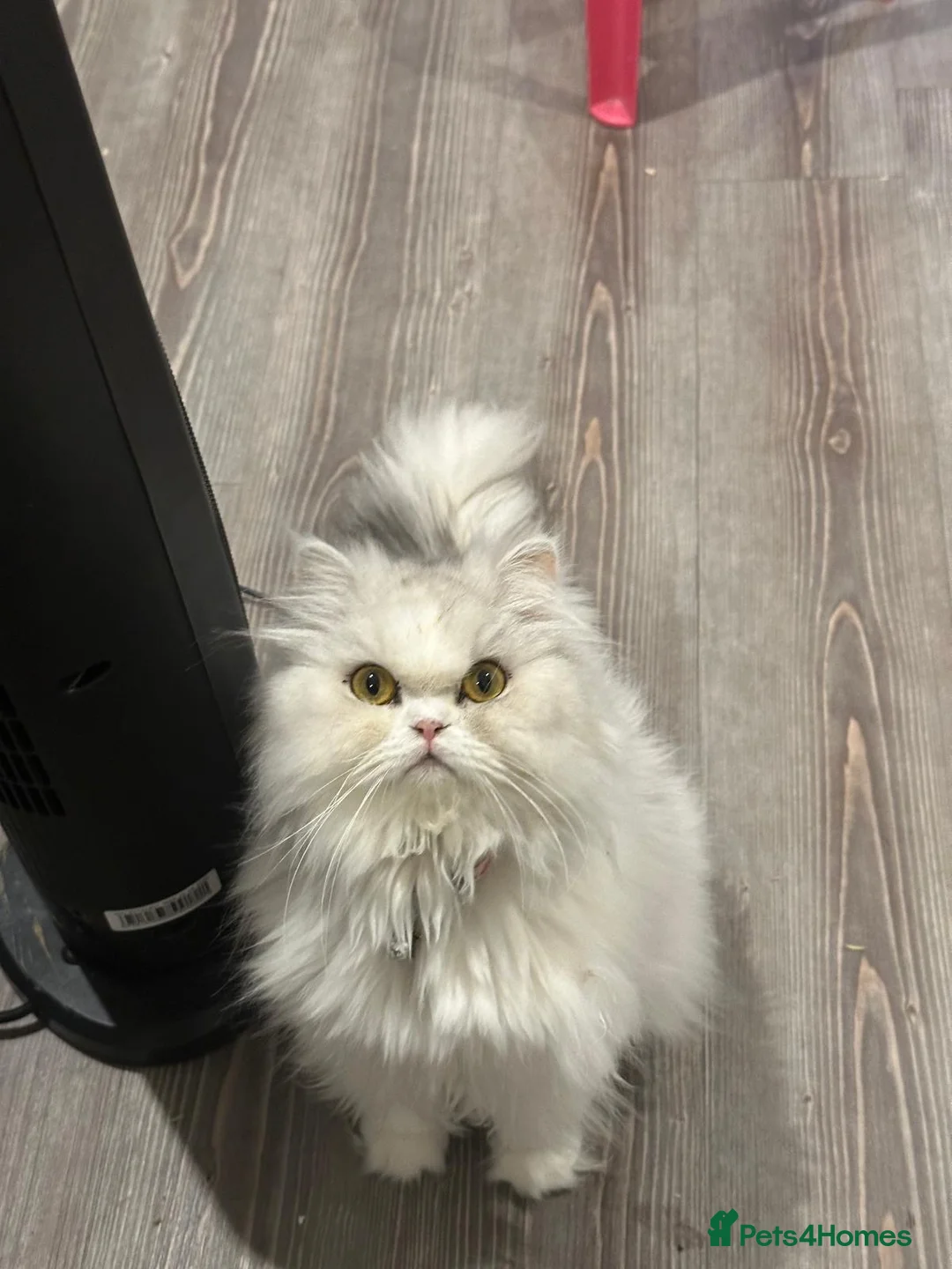 Persian cats for sale: Sweet girl looking for new home - Advert 1