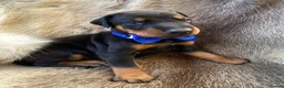 Dobermann dogs for sale: *KC REGISTERED* HEALTH TESTED DOBERMAN PUPPIES* - Advert 11