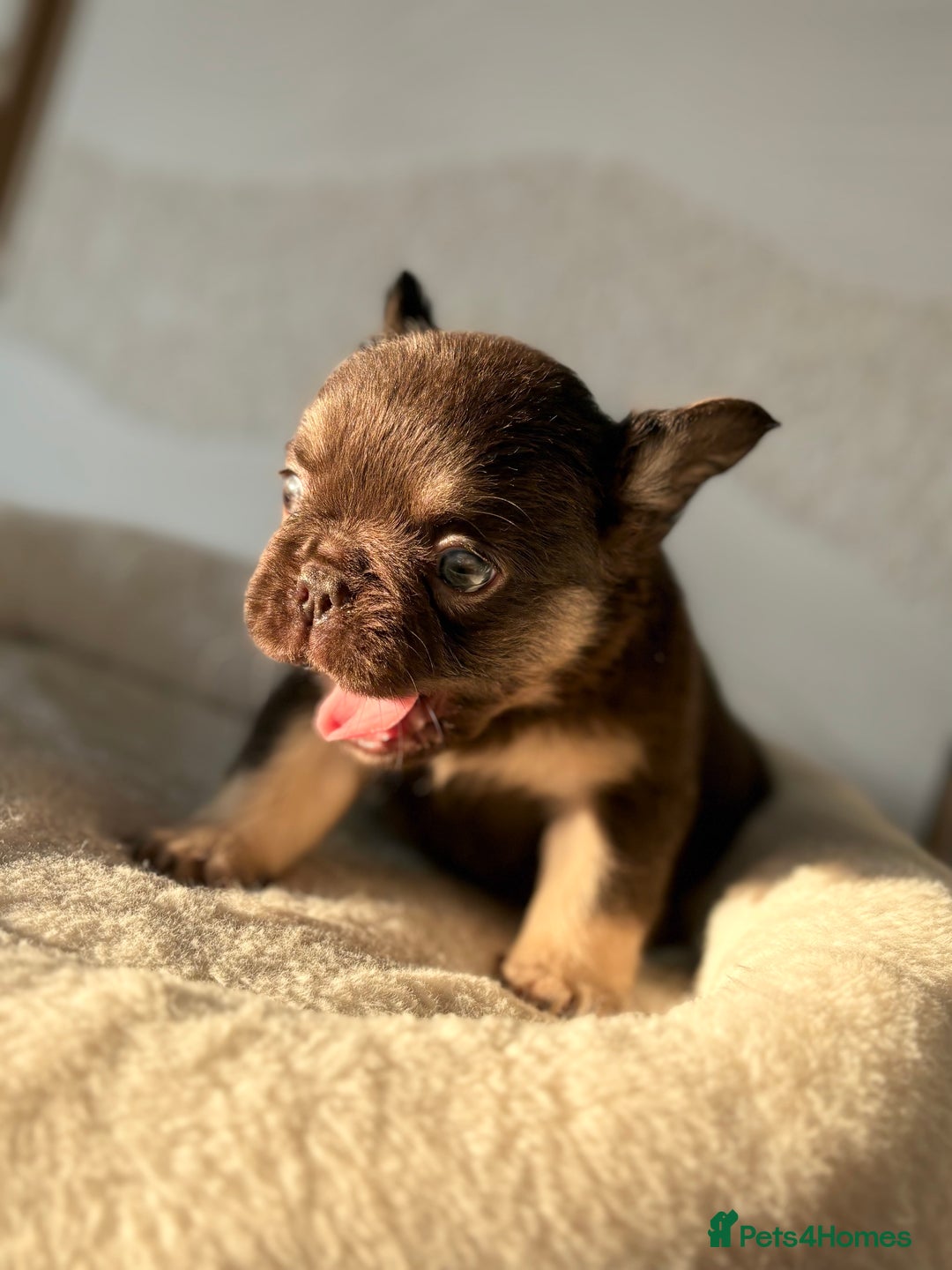 French Bulldog dogs for sale: Beautiful litter off French bulldog puppies  - Image 21