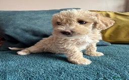 Cockapoo dogs for sale: Wonderful snuggle buddy  - Image 3