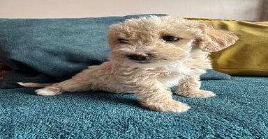 Cockapoo dogs - Advert 15