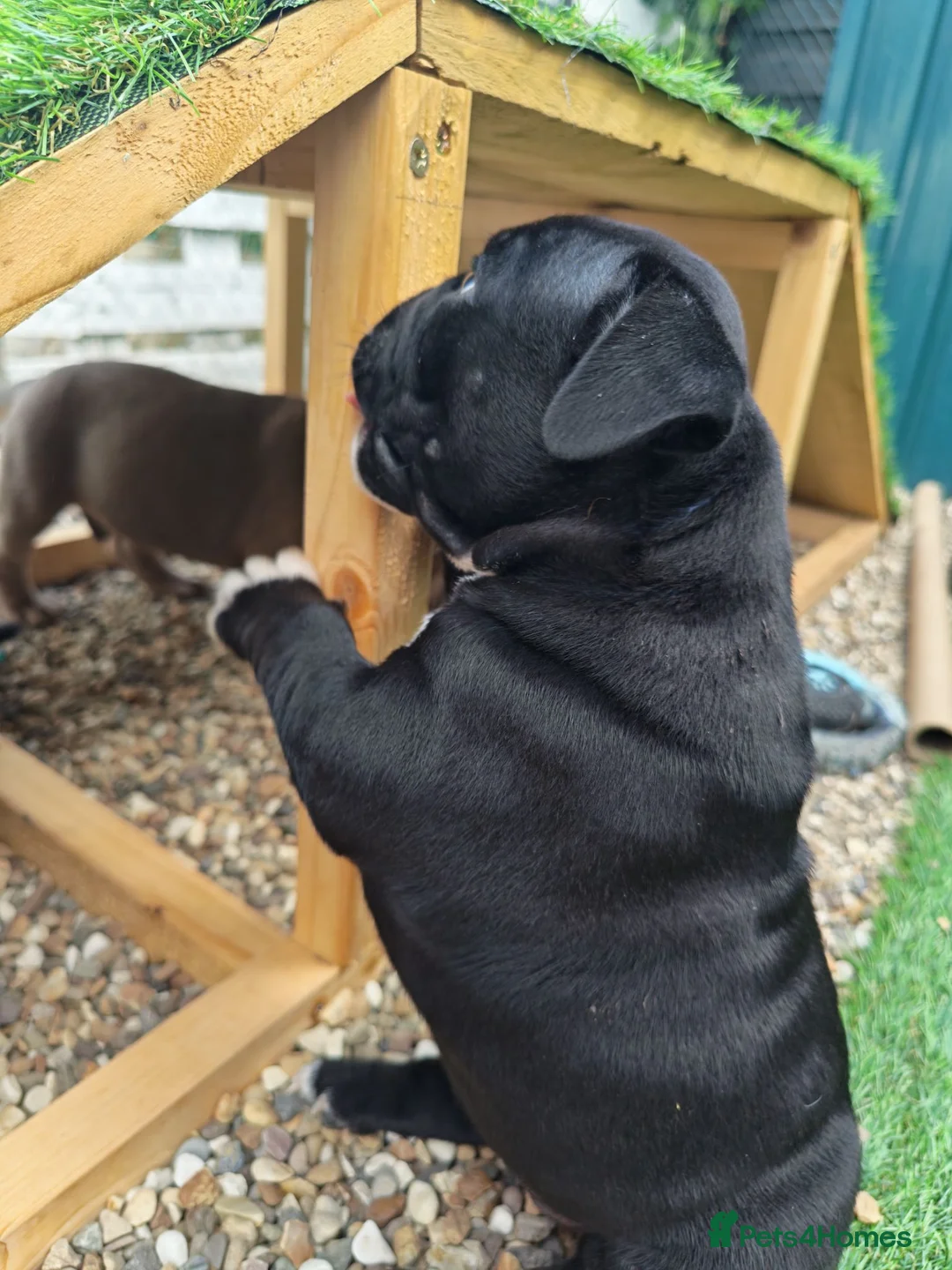 Mixed Breed dogs for sale: English bulldog x standard American bully  - Advert 2