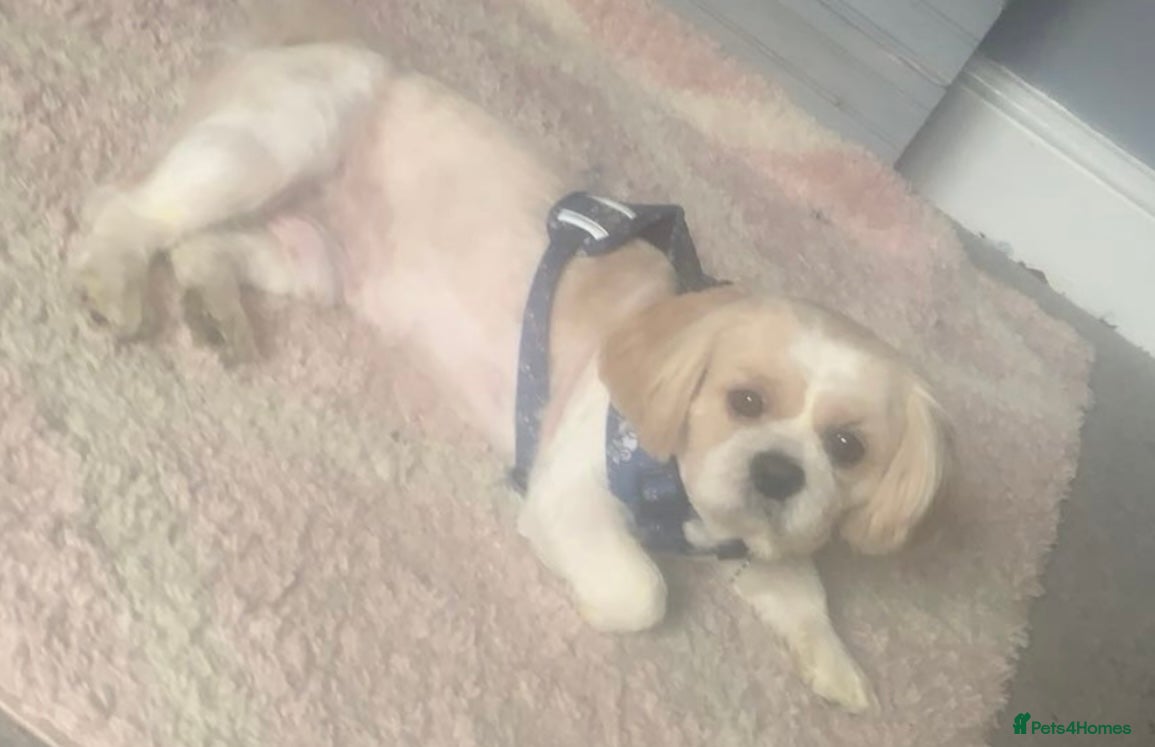 Charlie 