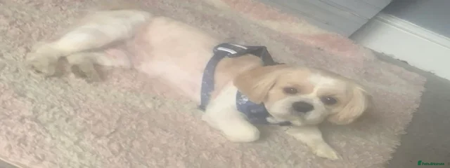 Charlie 
