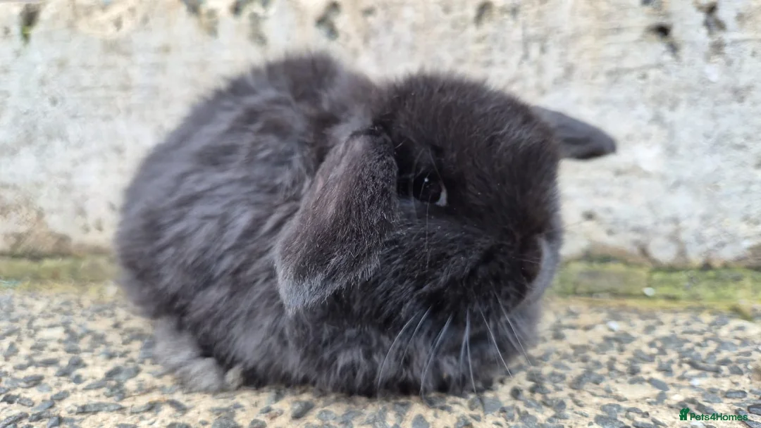 Mini Lop rabbits for sale: 2 mini lops left 1 boy 1 girl  - Advert 2