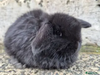 Mini Lop rabbits mini lop 1 girl left - Advert 6