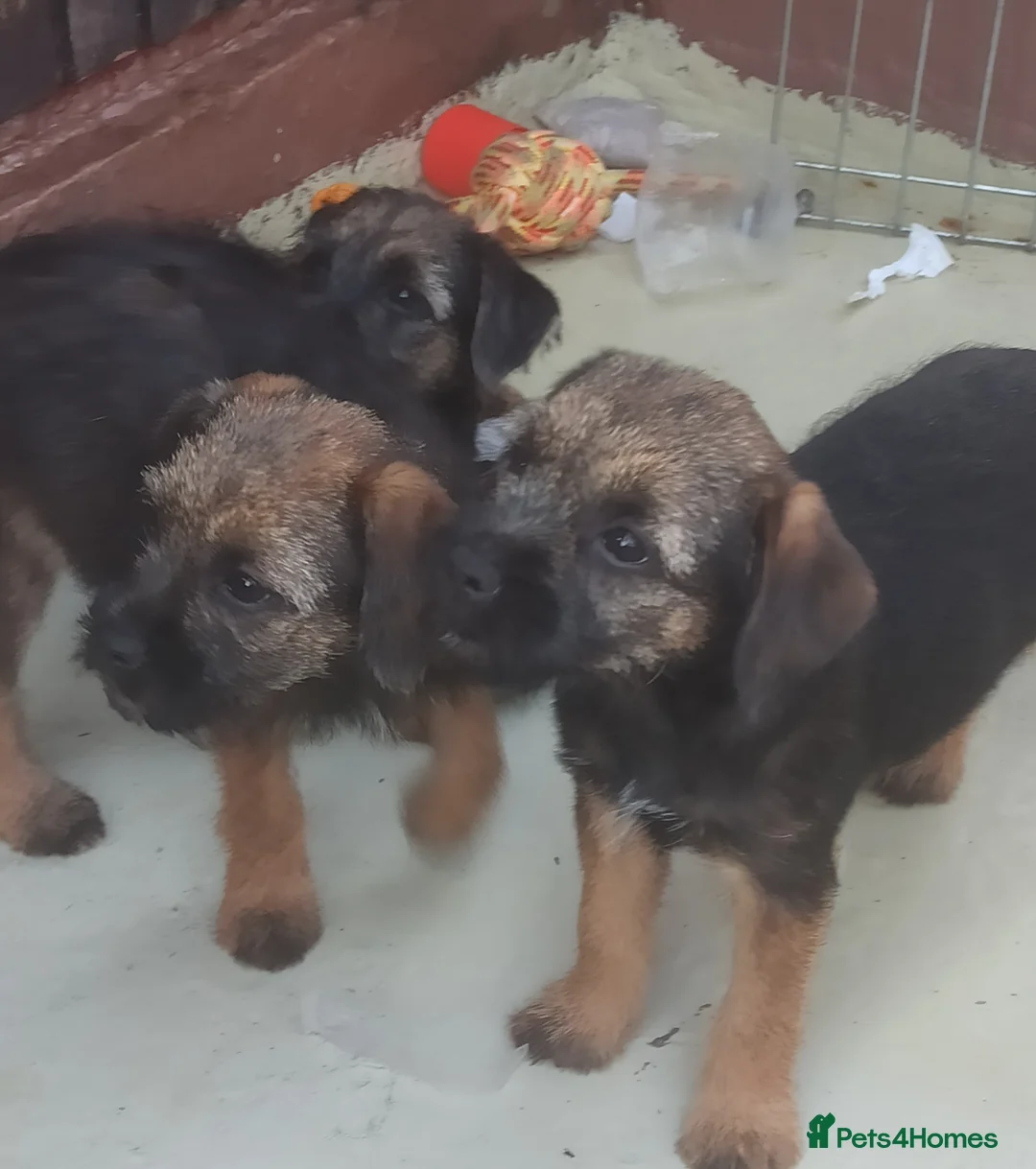 Border Terrier dogs for sale: Border terrier puppies  - Advert 2