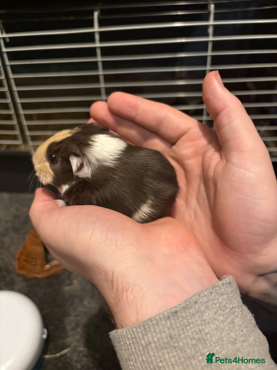 Guinea Pig rodents for sale: 2 guinea pigs - Advert 1