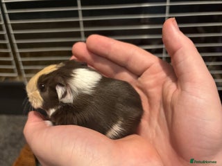 Guinea Pig rodents 2 guinea pigs - Advert 1