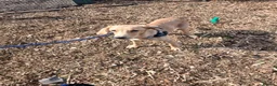 Labrador Retriever dogs for sale: Beautiful lab - Advert 4